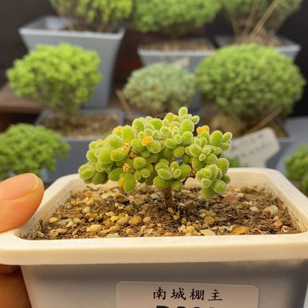 303优选冰晶枝干