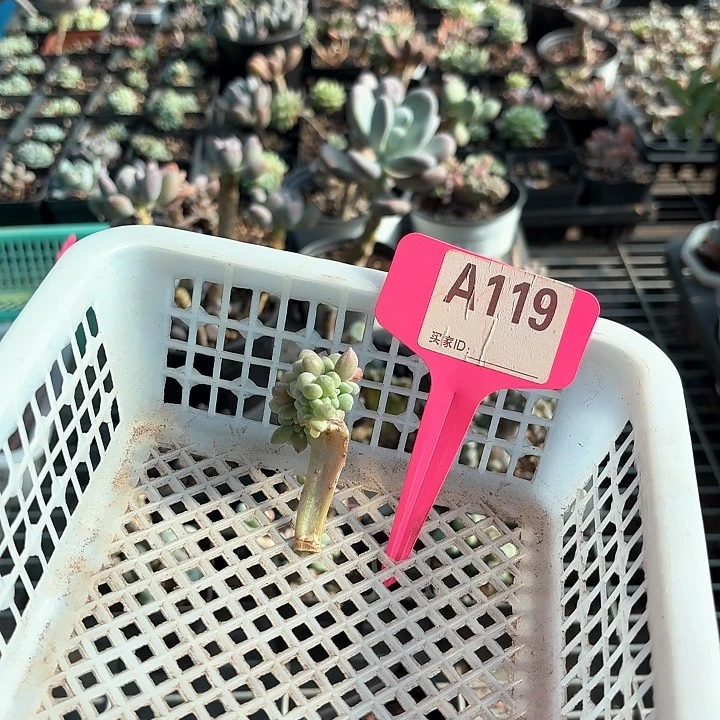 x g f d f g h h h 119