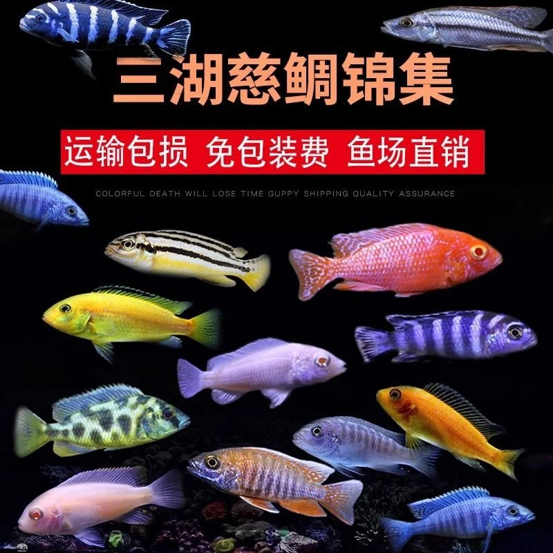 三湖慈鲷鱼热带淡水马鲷鱼蓝色斑马活体观赏鱼好养耐活