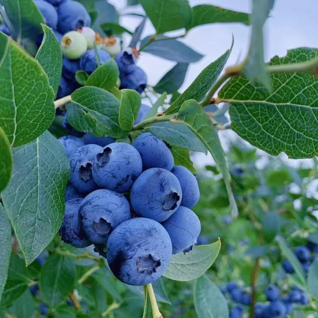 蓝莓树一物一拍 南北方盆栽地栽带果
