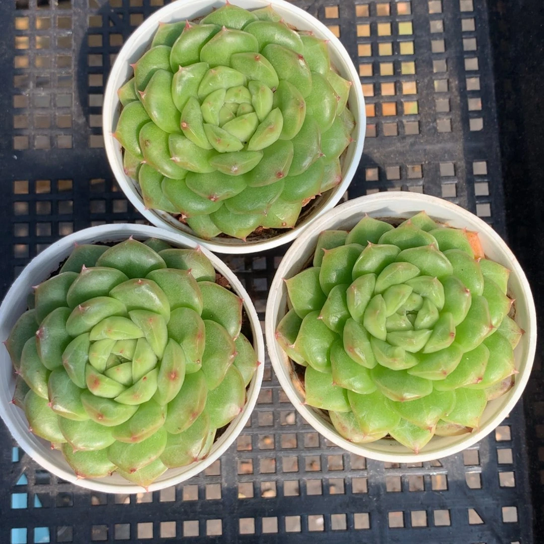 1117-38 套餐一组