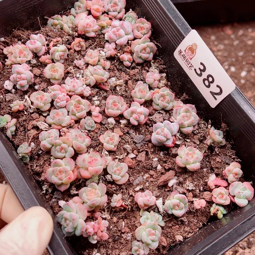 张***多肉植物多肉植物