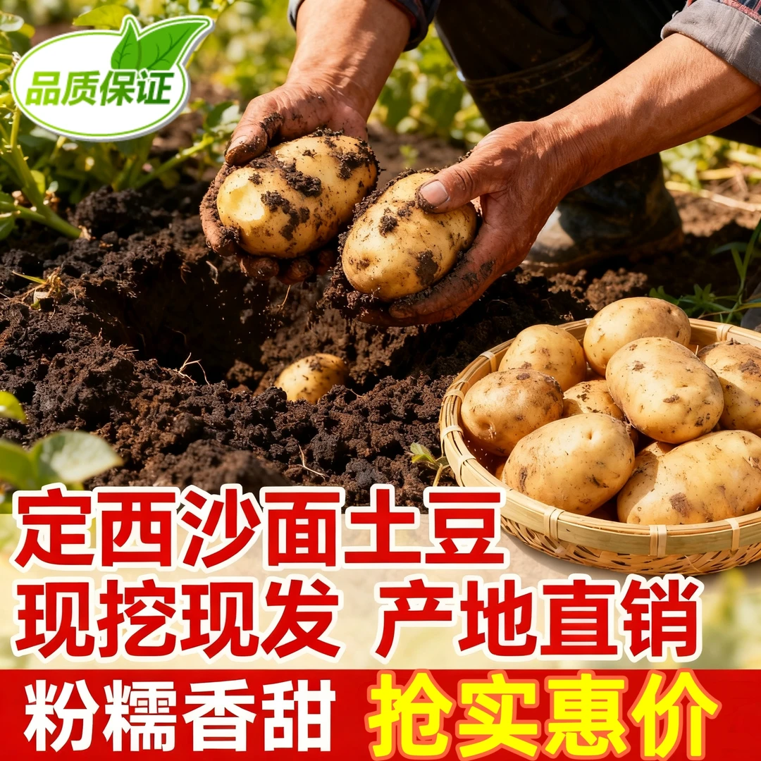 【试吃两个升级规格发货】新鲜定西土豆麻皮黄心沙糯粉面洋芋马铃薯