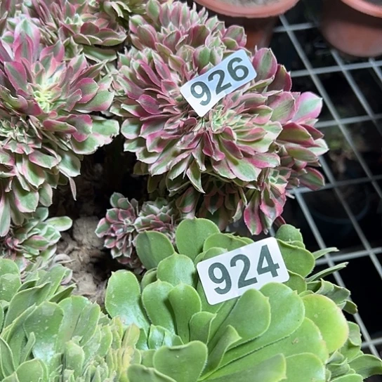 叫***姐多肉植物两个926.924