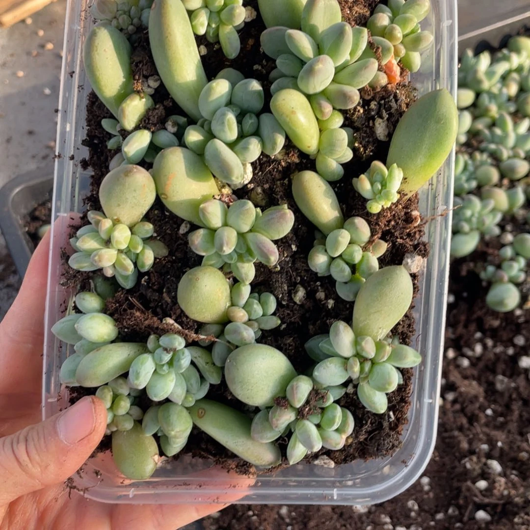 糕大上多肉植物514