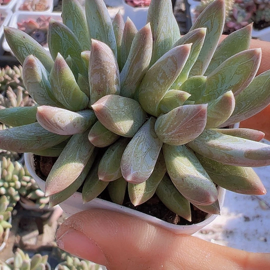 双头5.5盆炫彩星19包邮