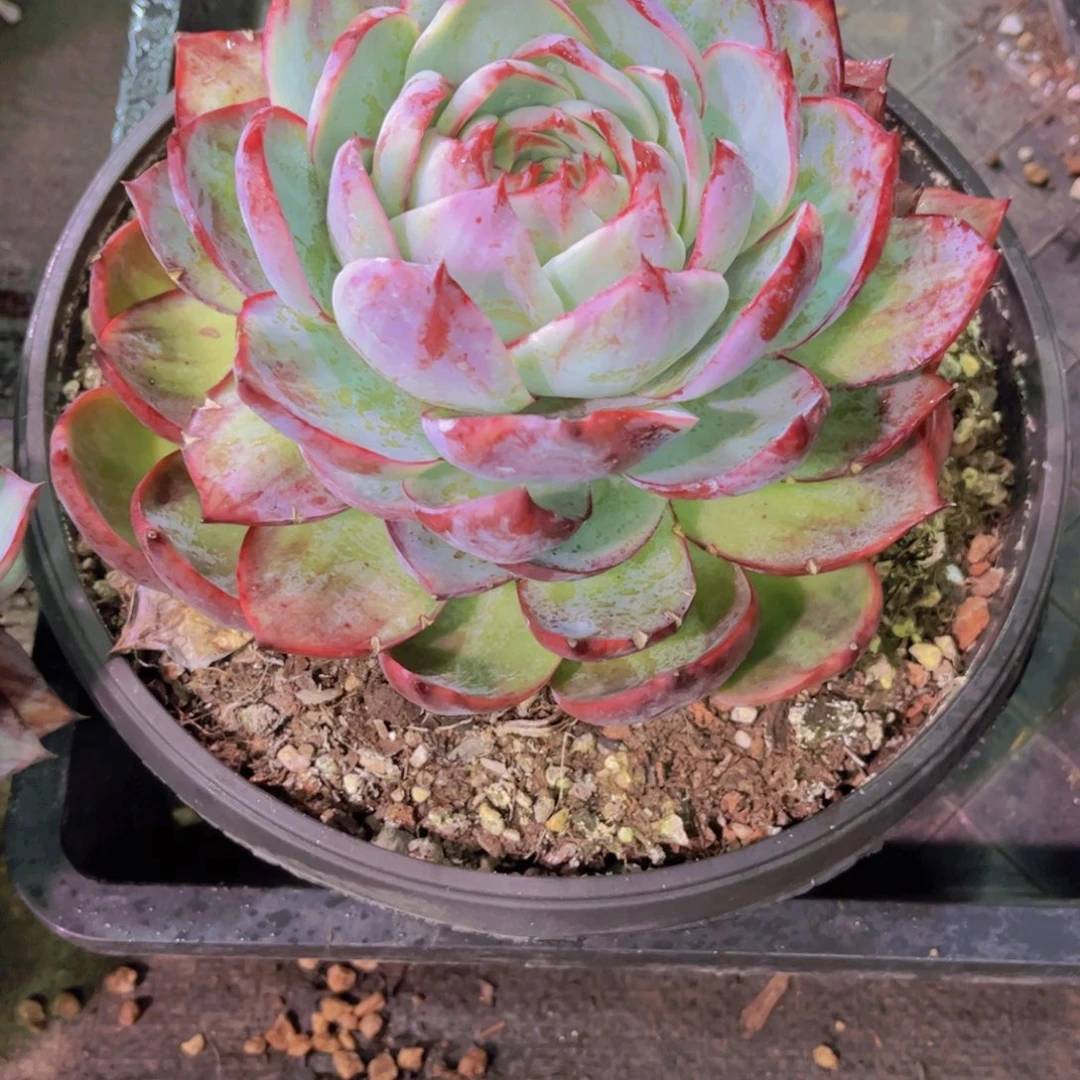 半***～惊鸿Ａ855号一颗一物一拍