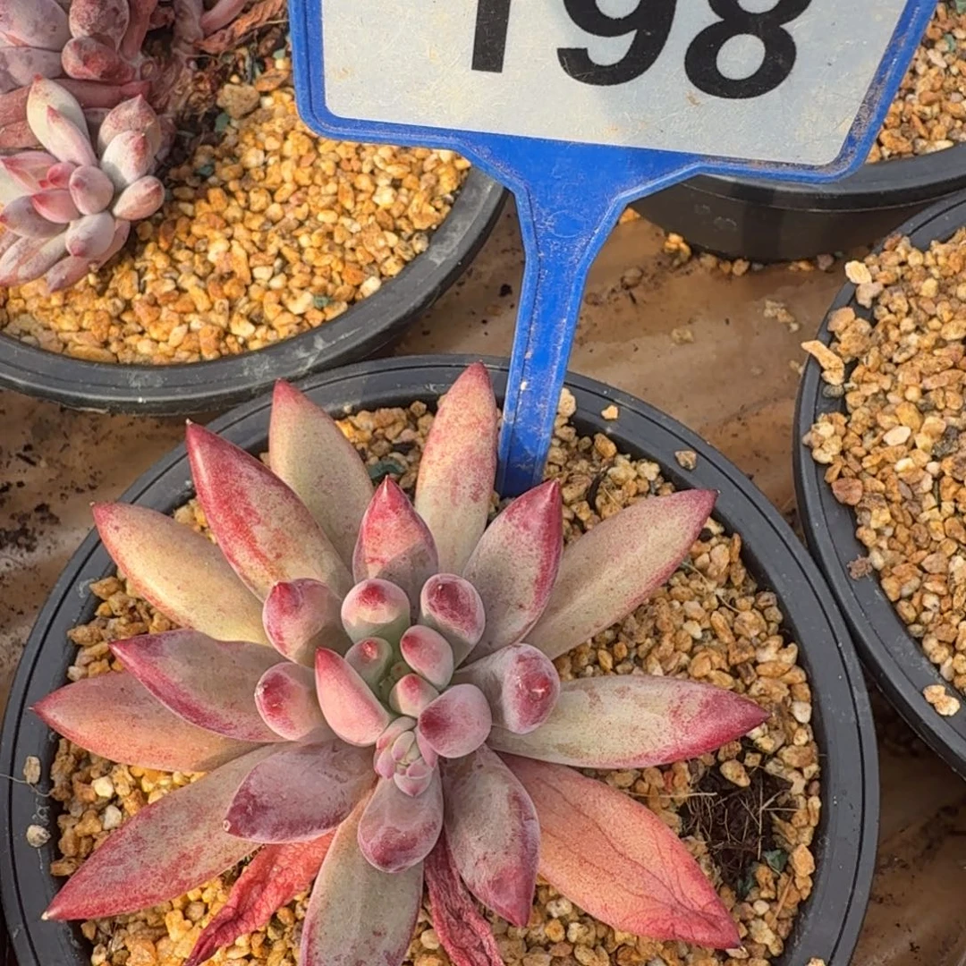 多肉植物虞美人198