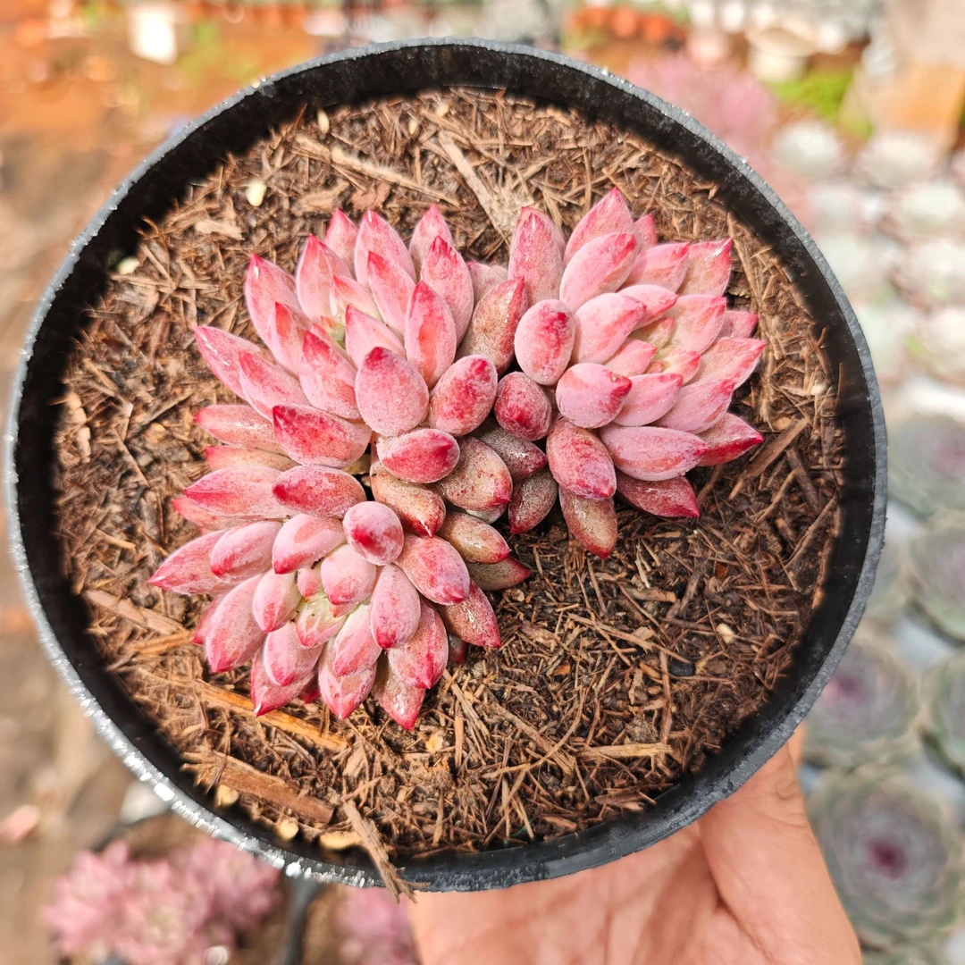 精品虞美人  拾忆多肉 好养阳台多肉植物