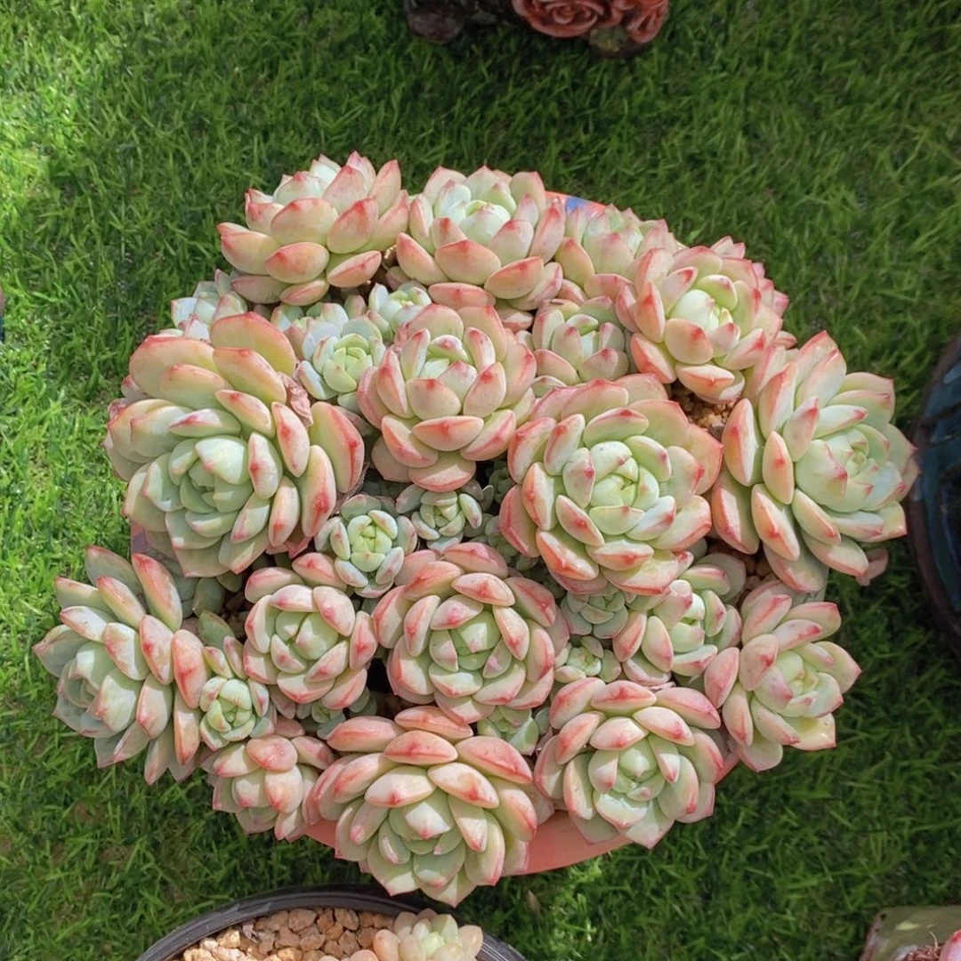 香草 一物一拍。