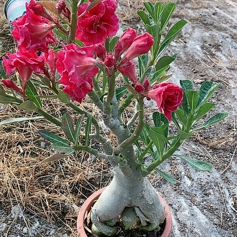 【闪购商品】无花朵花*者