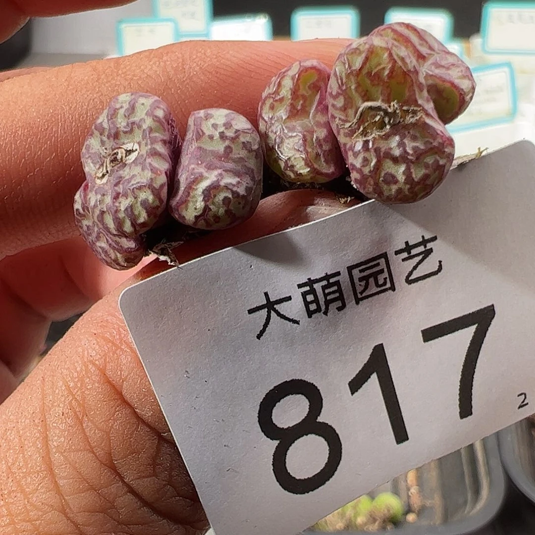 0000817 一物一拍……
