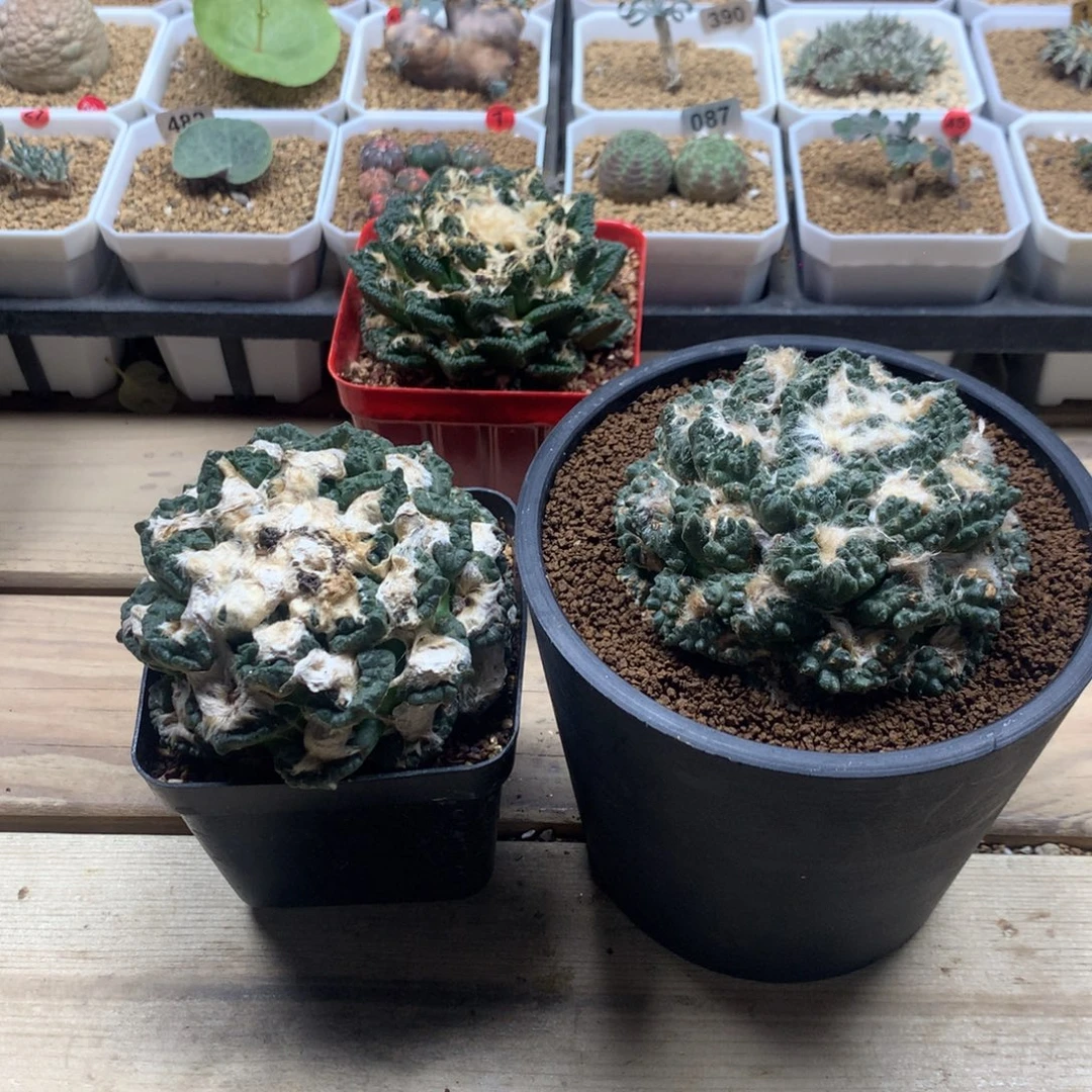 b***贝2颗牡丹带盆多肉多肉