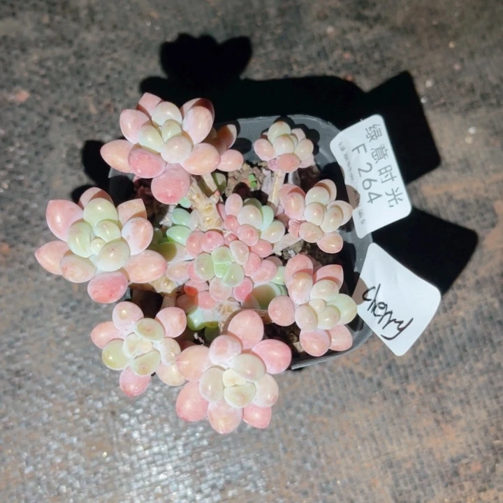 C***.264 鱼子酱 换盆土发货 一物一拍