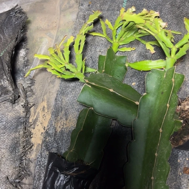 米姿嫁接多叶片小苗一颗25