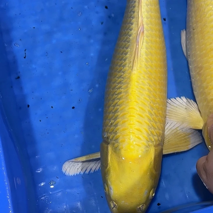 海水赤目芒果黄金