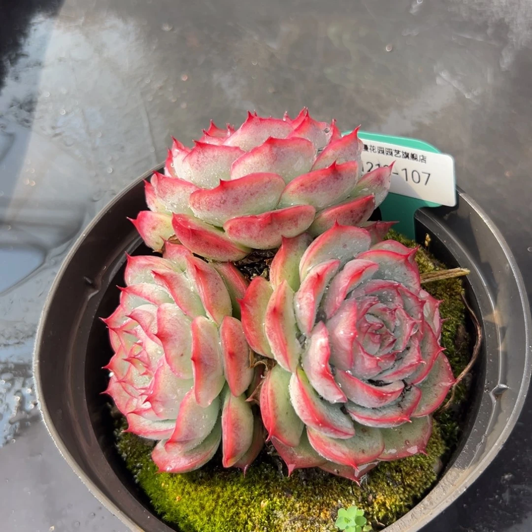 从前慢花园多肉编号1213-107