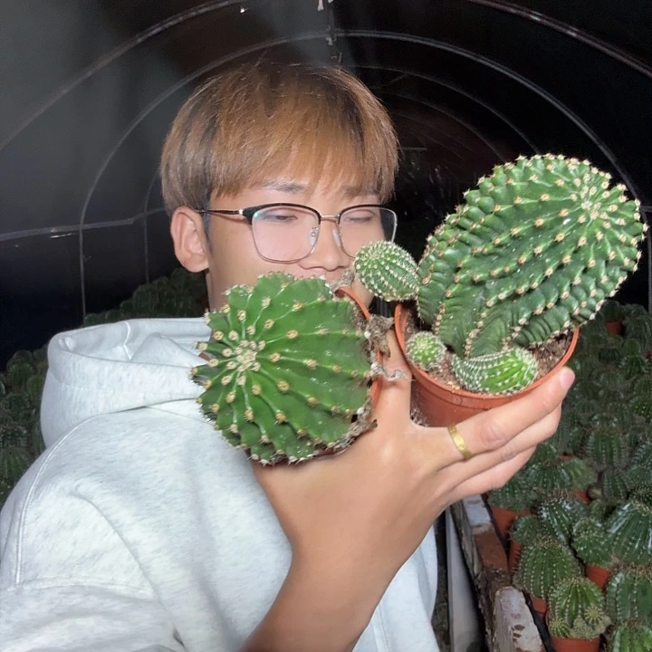 阳***️大量花朵（建议范围：8朵-15朵 或40%以上）彩草