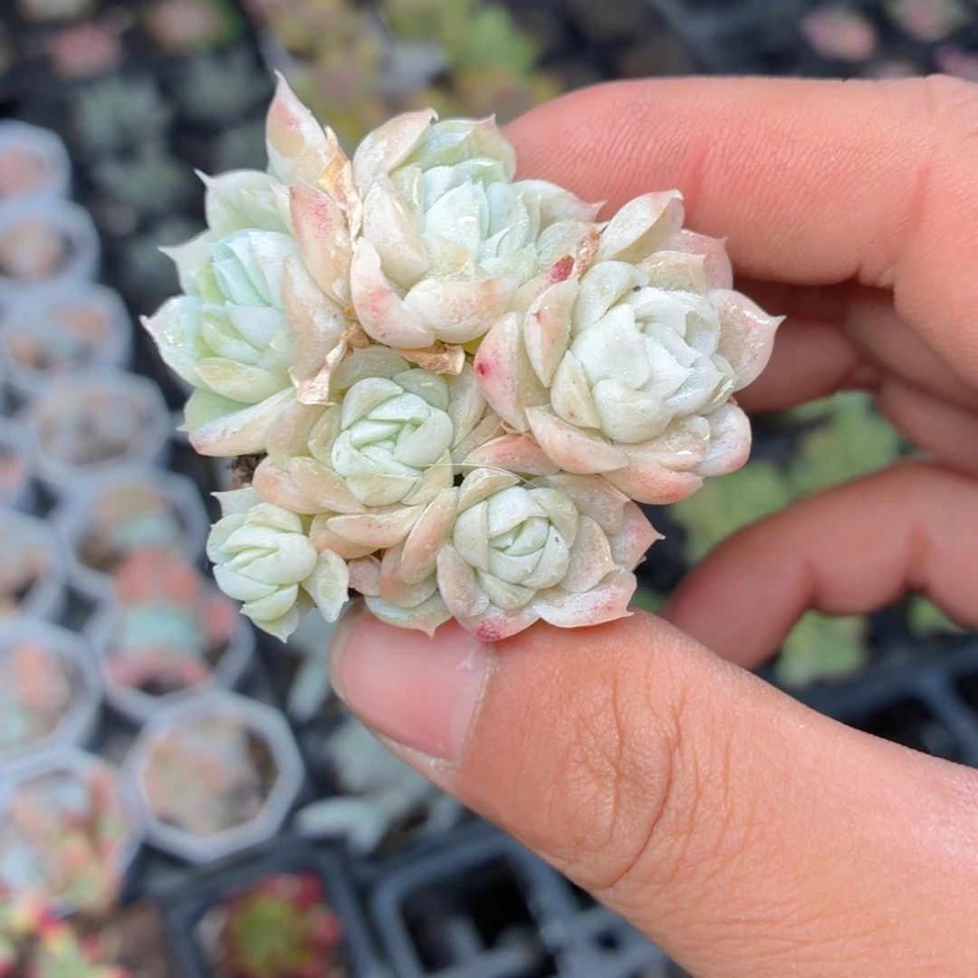 白月影多肉9.9包邮发货