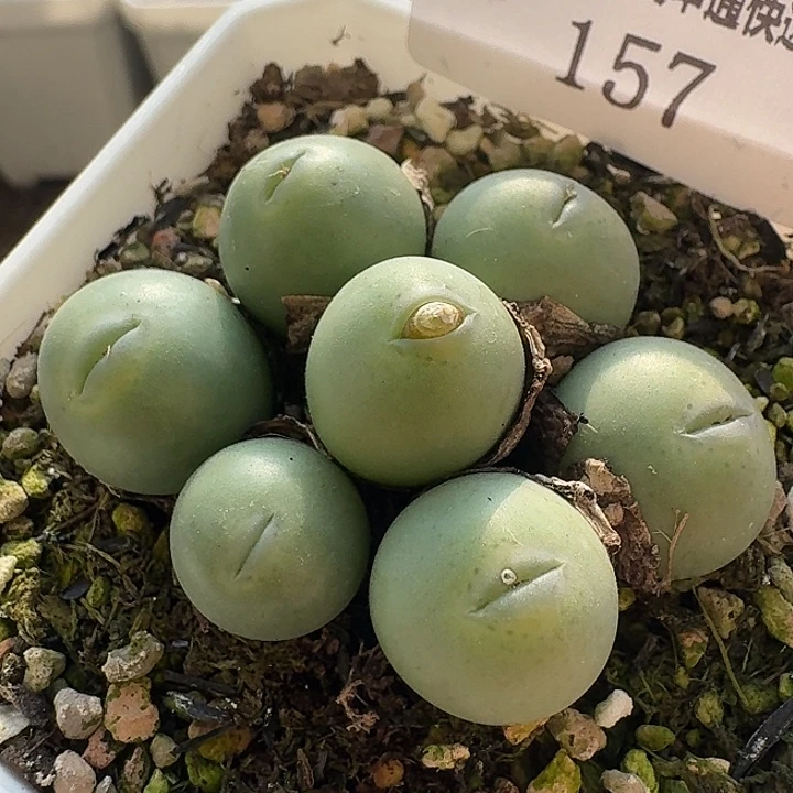 157 嘟嘟嘴小拳拳。