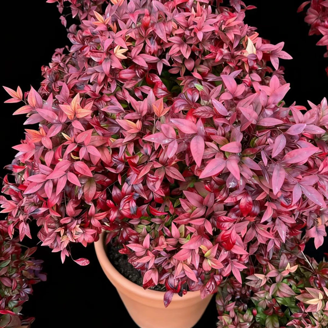 五年老桩火焰南天竹盆栽室内外阳台耐寒好养四季变色绿植