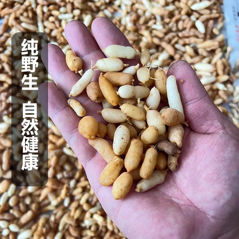 湘西野生麦冬煮水煲汤