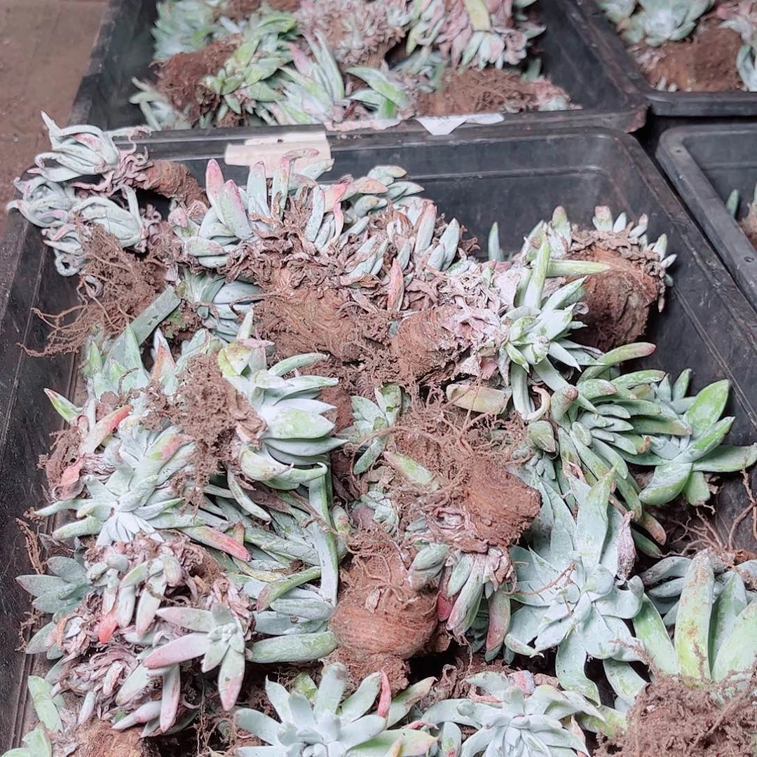 3731砍头赠送不售后