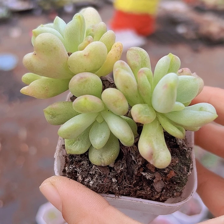 比尔盖茨19包邮多肉