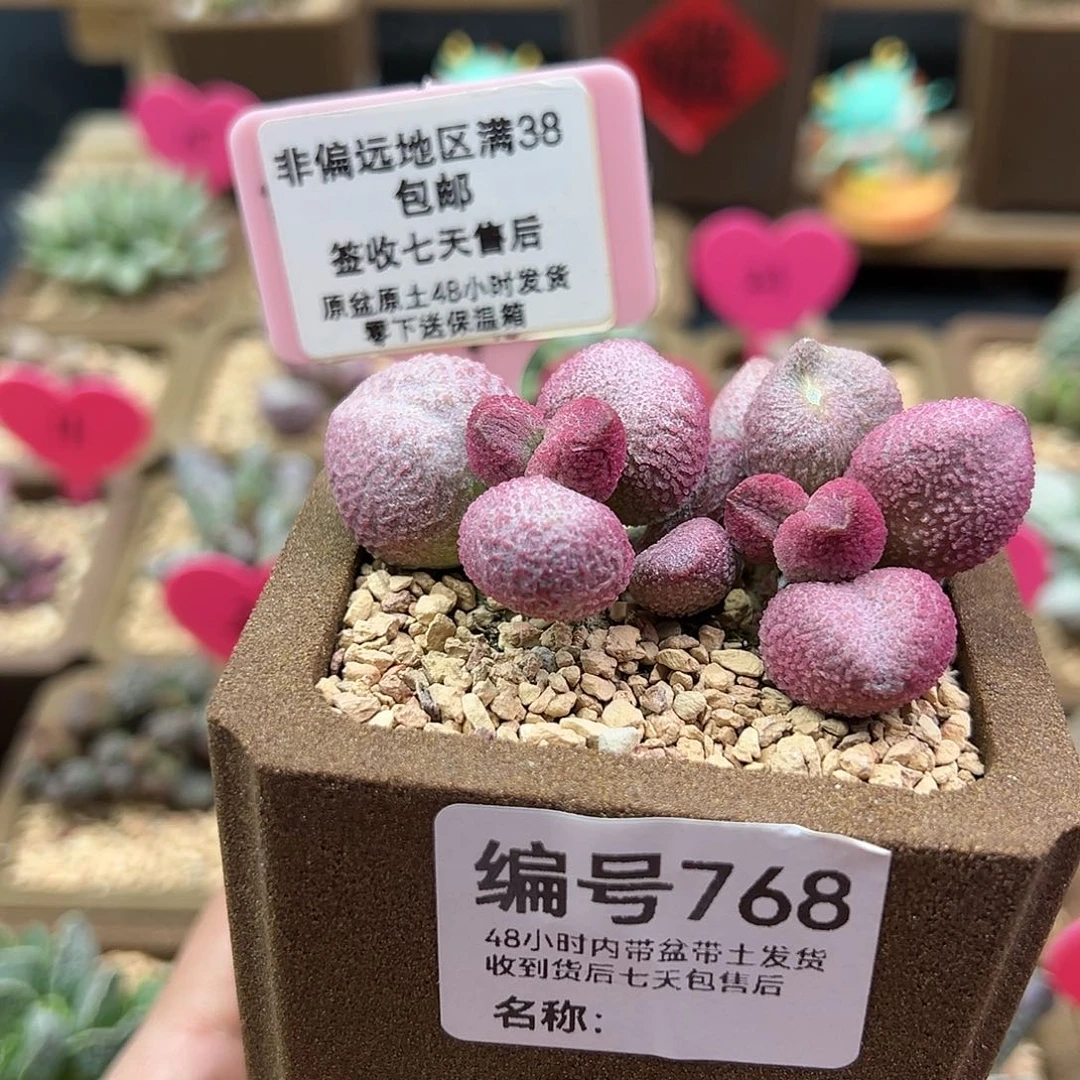 绣*城768糖果多肉植物