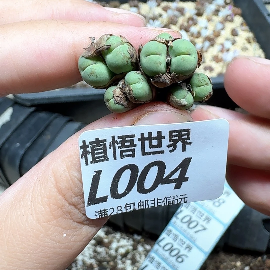 多肉植物的润泽鹅v