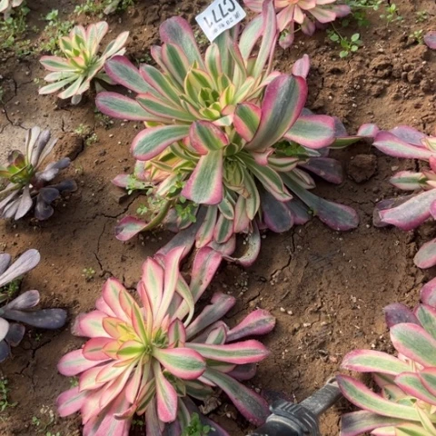 771美杜莎不包断枝