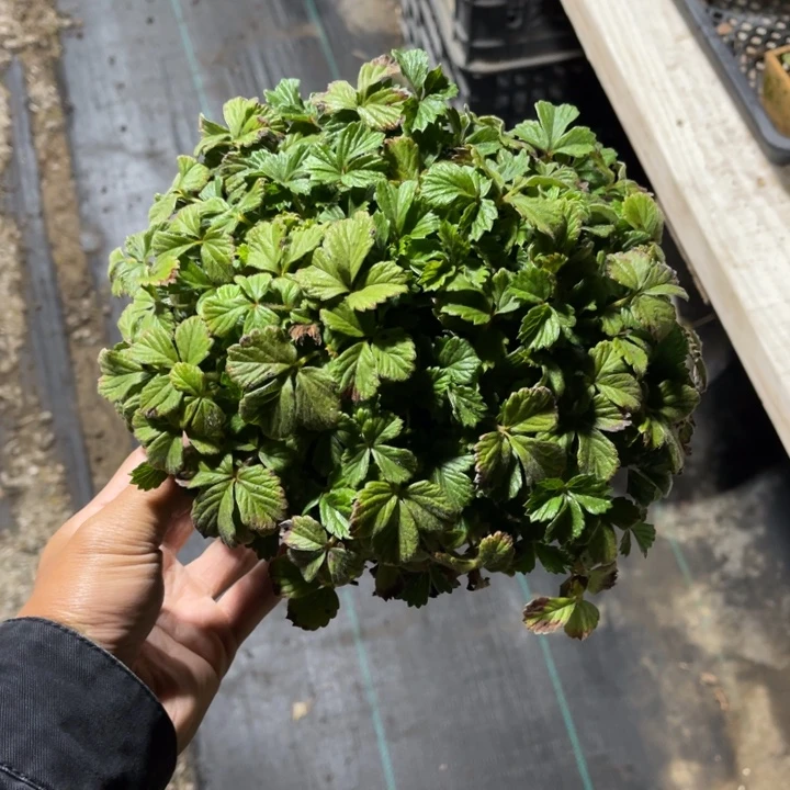 半***雨完全开放盆栽植物