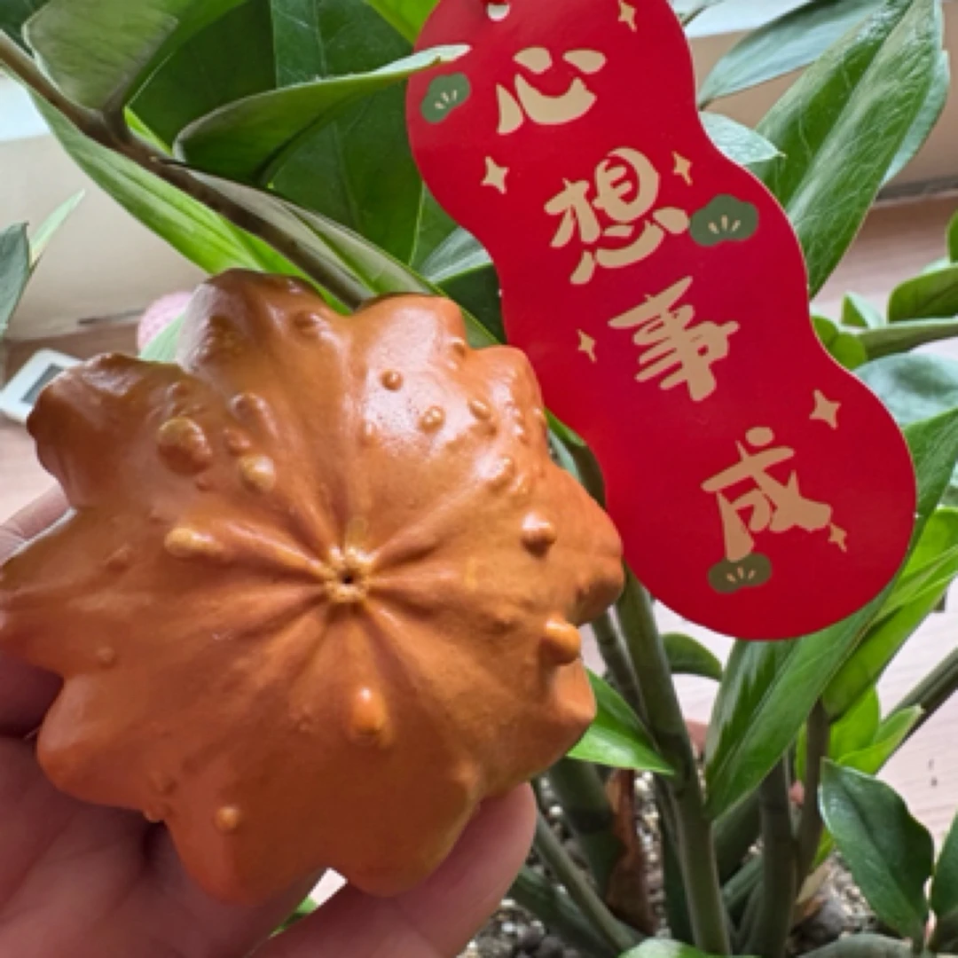 墨西哥七彩葫芦花扁