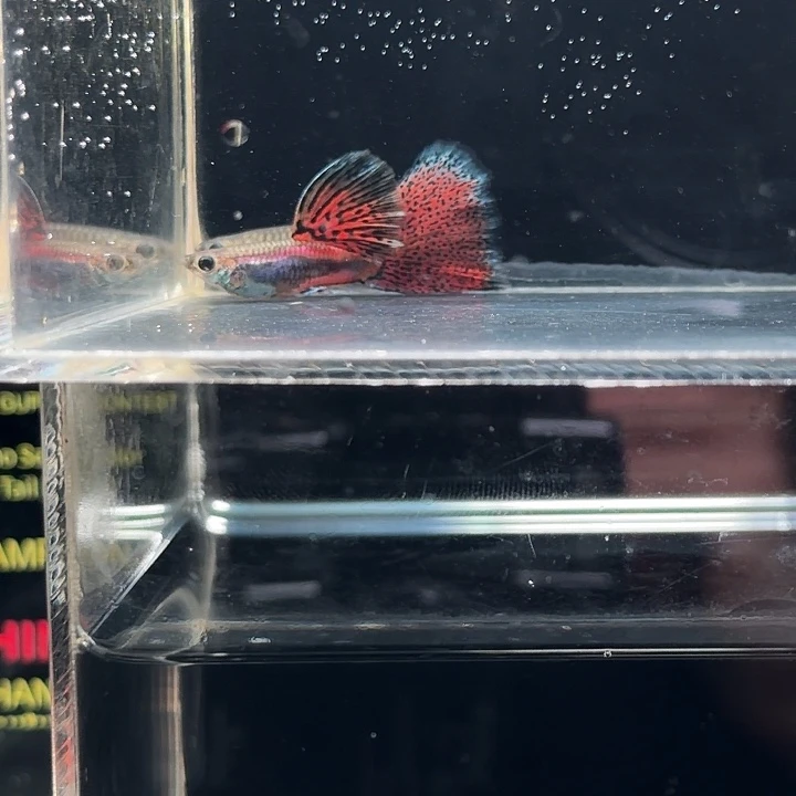 孔雀鱼新线白子基因红草亚成一对