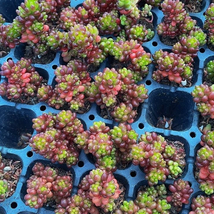 小浆果1元带土发