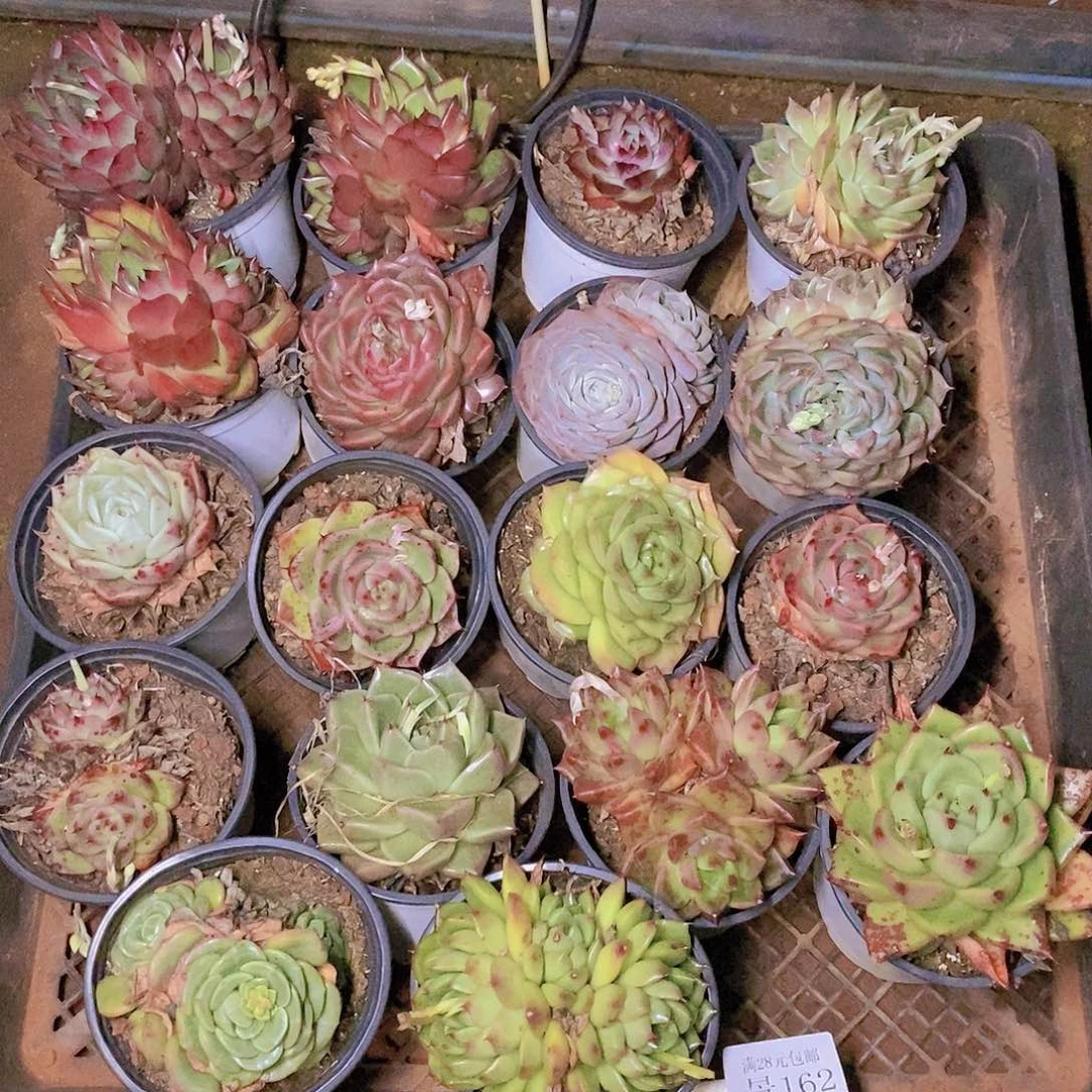 【闪购商品】云162