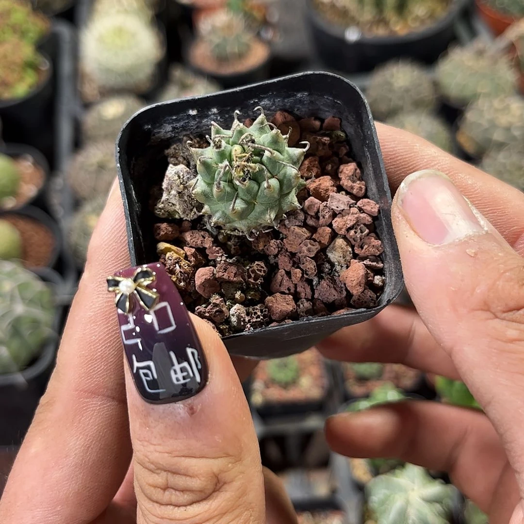 安德森娇丽单头发货有根