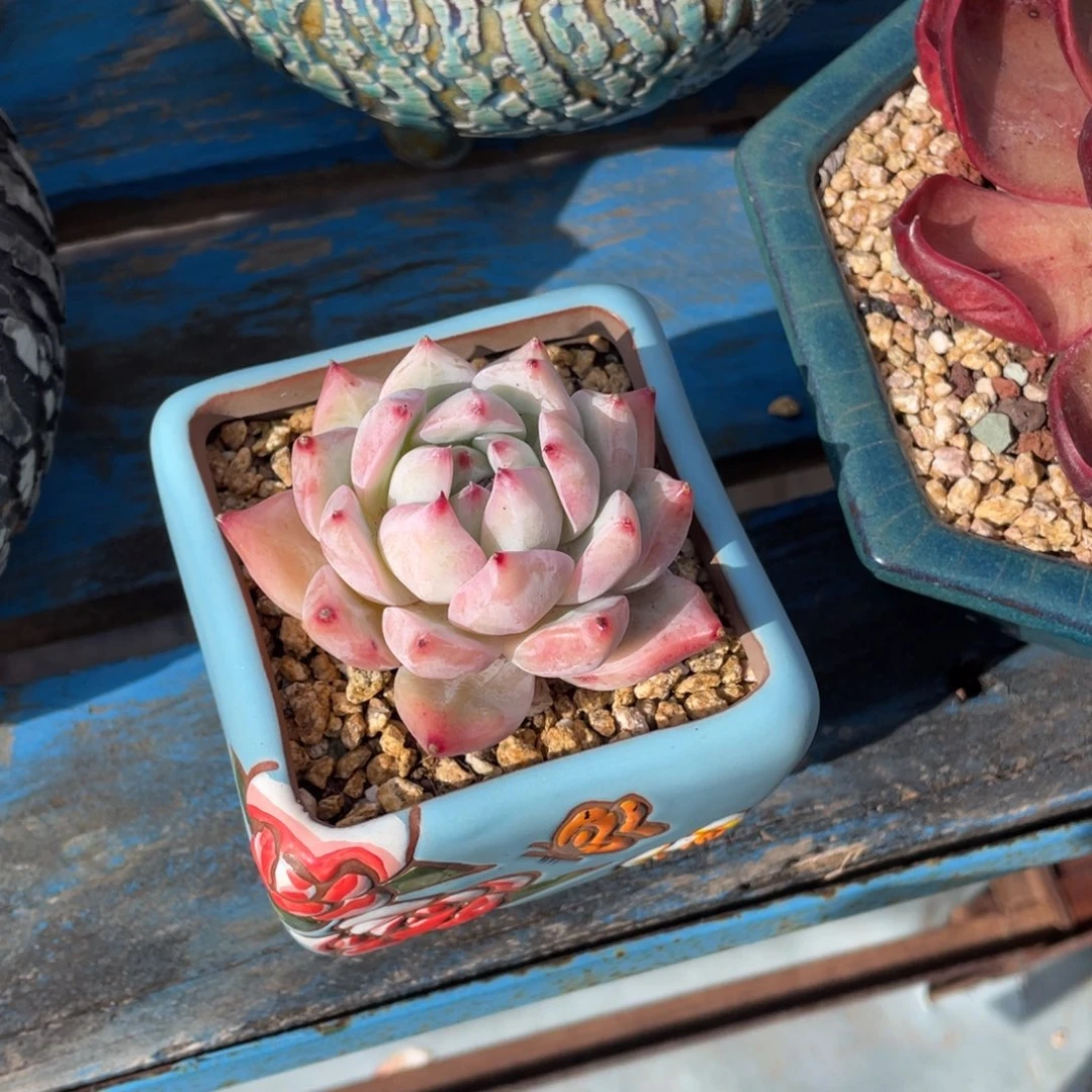 豆总多肉单头多肉