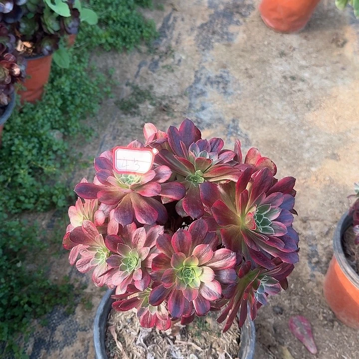 多肉植物安娜4号无售后