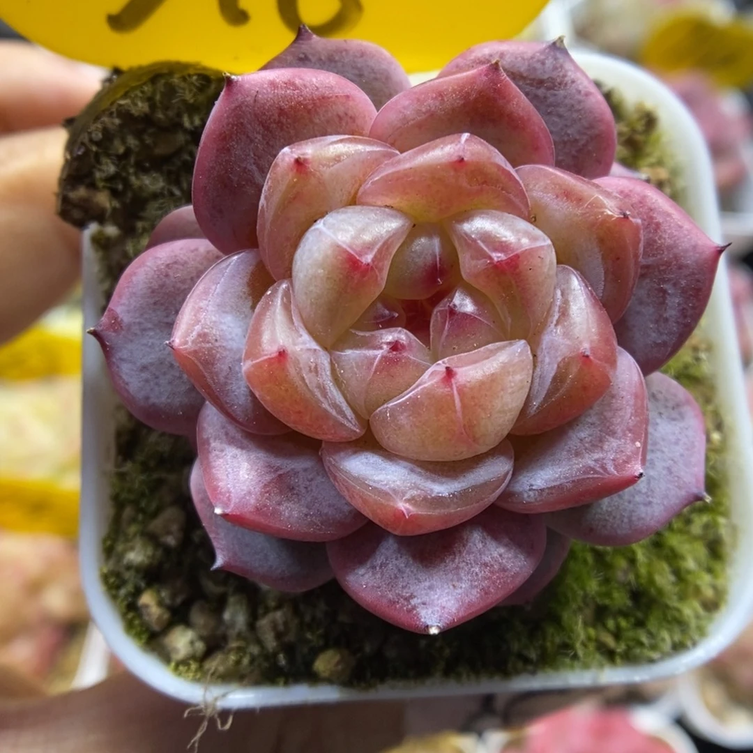 甜心可拍316号。