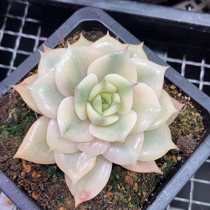 贝加尔湖锦多肉植物