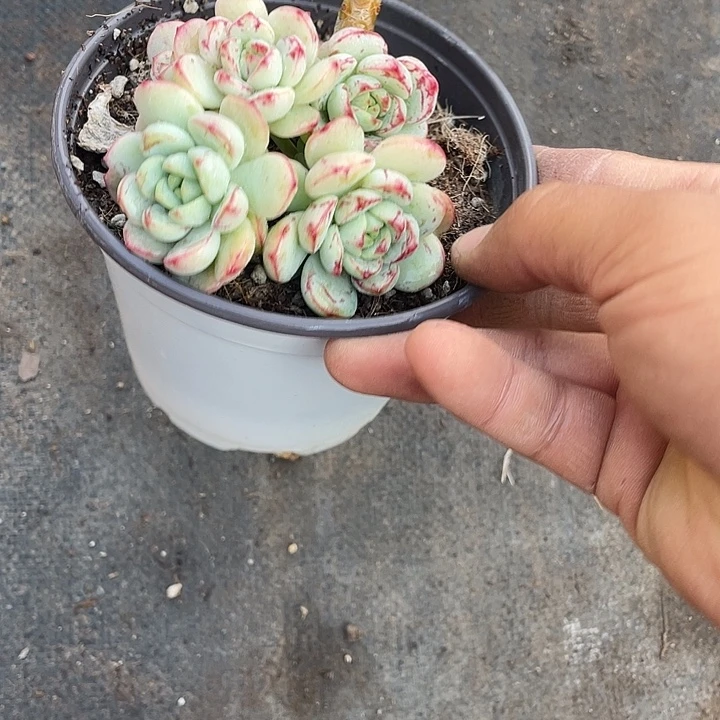 种***吧香草比斯带盆发货