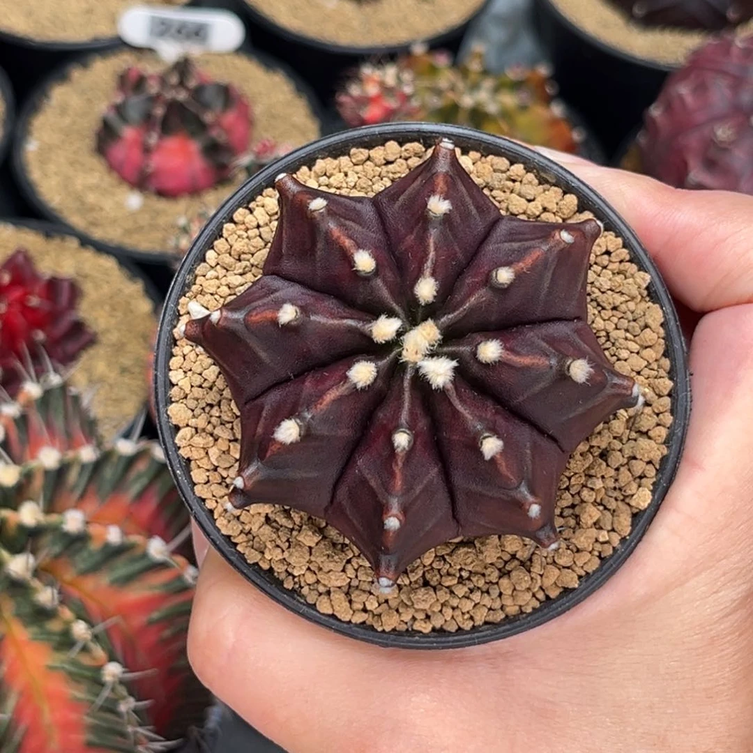 黑寡妇实生 米哈仙人球