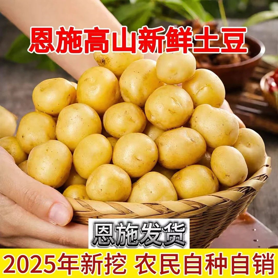 2025【恩施迷你小土豆】新挖新鲜正宗湖北黄皮黄心小洋芋大洋芋直播