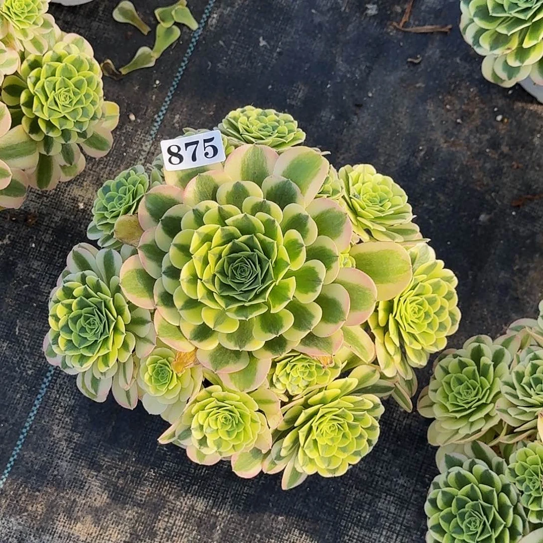 875辛尼亚半木质桩