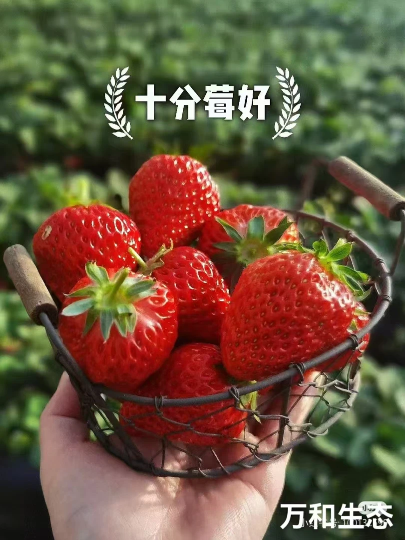 【限购1单】 抢4色脱毒穴盘基质草莓苗高成活 新手体验装 基地直发