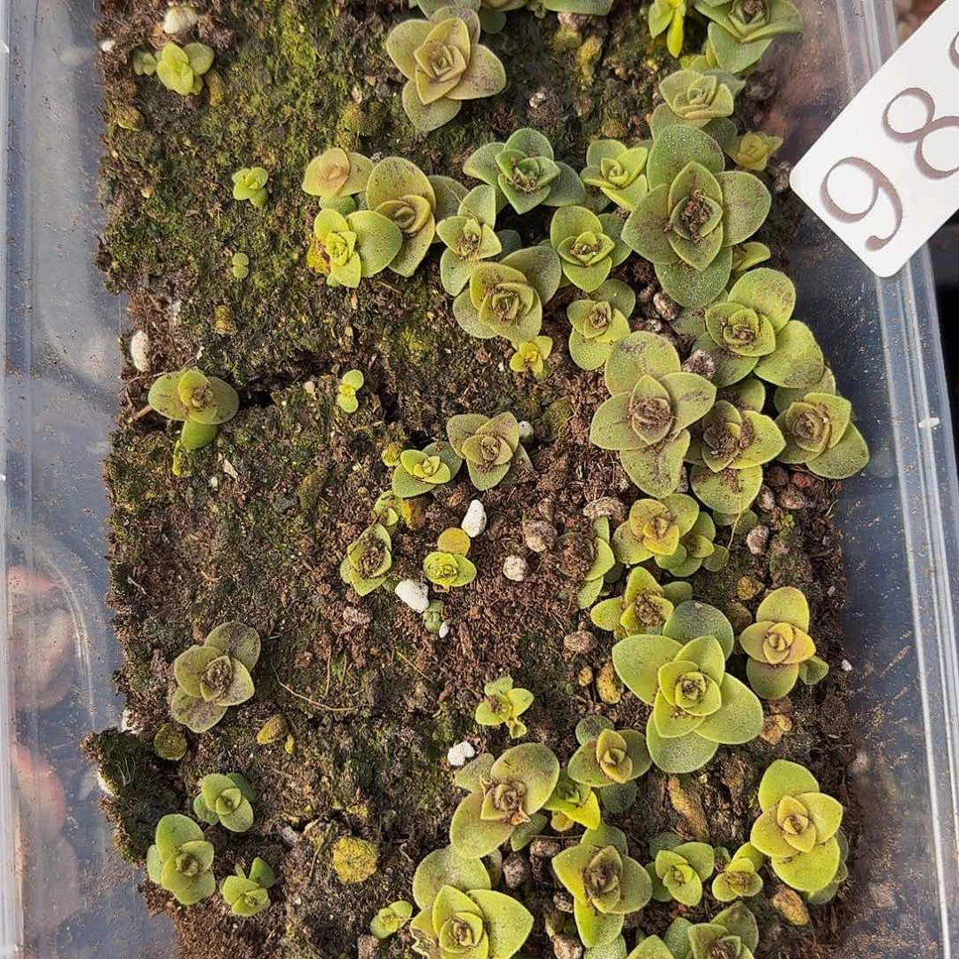 多肉植物多肉植物982