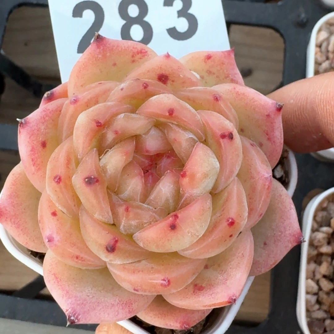 橘子纱珍妮         多肉植物