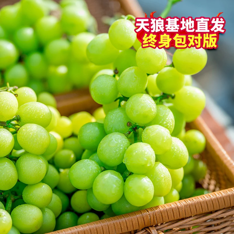 天狼 葡萄盆栽苗阳光玫瑰妮娜皇后寒香水柠檬等果树盆栽