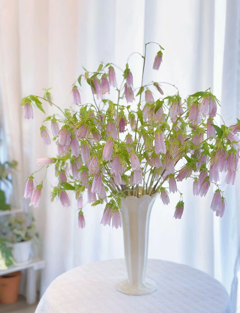 【紫斑风铃】小众稀有水培鲜花